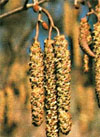pollenundallergie.ch - Gewöhnliche Hasel – Corylus avellana L. - geschlossene männliche Kätzchen