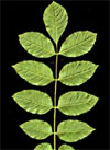 pollenundallergie.ch - Gemeine Esche – Unpaarig gefiedertes Blatt mit gezähnten Teilblättern
