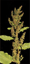 pollenetallergie.ch - Rhubarbe des moines - Rumex alpinus L