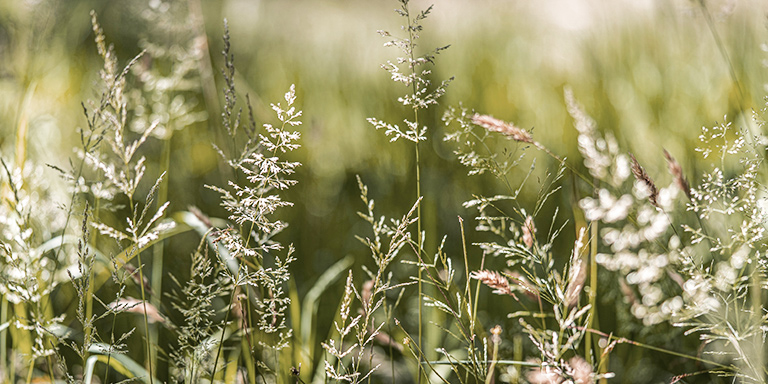 Symbolbild: Gräserpollen