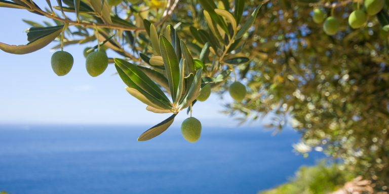 Ein Olivenbaum und im Hintergrund das Meer
