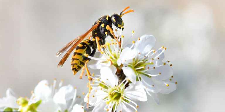 Wespe auf weissen Blüten.