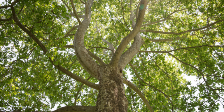 Platanenbaum