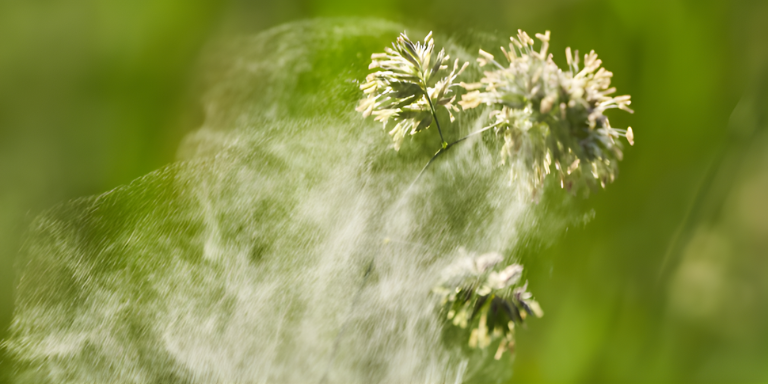 Nahaufnahme von Gräserpollen
