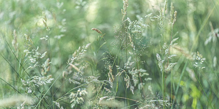 Prairie avec graminées