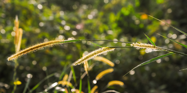 Herbes dans un champ