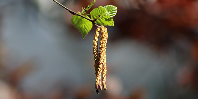 Image symbolique: Pollen de bouleau