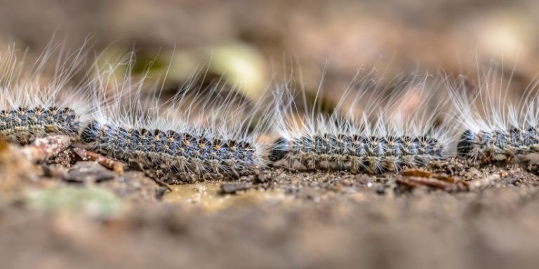 Gros plan chenille processionnaire du chêne