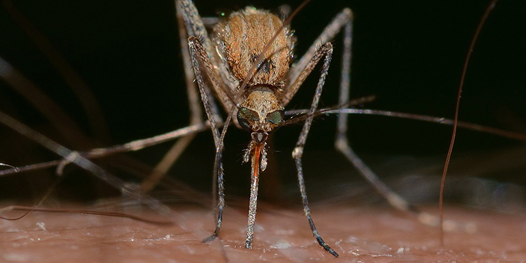 Immagine grande di una zanzara