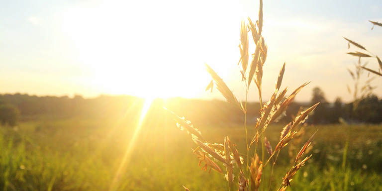 Un campo con erbe e il sole sullo sfondo