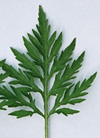 pollenundallergie.ch - Traubenkraut – Ambrosia artemisiifolia L. - Blatt