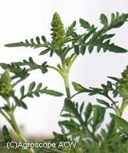 pollenundallergie.ch - Traubenkraut – Ambrosia artemisiifolia L.