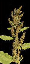 pollenundallergie.ch - Alpen-Ampfer - Rumex alpinus L