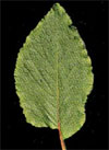 pollenundallergie.ch - Alpen-Ampfer - Schmal-eiförmiges Blatt