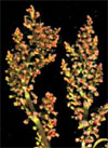 pollenundallergie.ch - Wiesen-Sauerampfer - Blütenstand