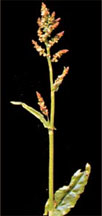 pollenundallergie.ch - Wiesen-Sauerampfer - Rumex acetosa L