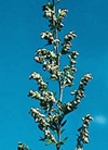 pollenundallergie.ch - Gemeiner Beifuss – Wermut - Blütenstand