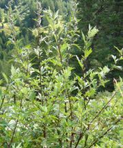 pollenundallergie.ch - Gemeiner Beifuss – Artemisia vulgaris L.