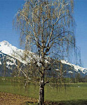 pollenundallergie.ch - Birke - Hängebirke – Betula pendula Roth