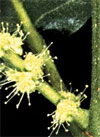 pollenundallergie.ch - Edelkastanie, Esskastanie – männlicher Blütenstand 