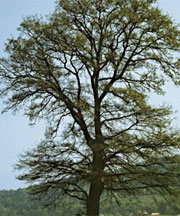 pollenundallergie.ch - Stieleiche - Quercus robur L