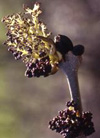 pollenundallergie.ch - Gemeine Esche – Rispenartiger Blütenstand mit zwittrigen Blüten