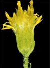 pollenundallergie.ch - Späte Goldrute – Solidago gigantea Aiton - Köpfchen mit Röhrenblüten