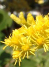 pollenundallergie.ch - Späte Goldrute – Solidago gigantea Aiton - Blüten