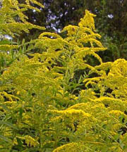 pollenundallergie.ch - Späte Goldrute – Solidago gigantea Aiton