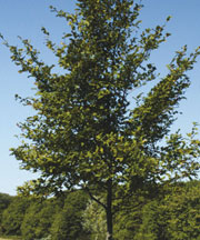 pollenundallergie.ch - Hain- oder Hagebuche - Carpinus betulus L