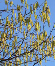 pollenundallergie.ch - Gewöhnliche Hasel – Corylus avellana L.