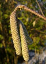 pollenundallergie.ch - Gewöhnliche Hasel – Corylus avellana L. - geschlossene männliche Kätzchen