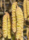 pollenundallergie.ch - Gewöhnliche Hasel – Corylus avellana L. - blühende männliche Kätzchen