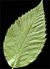 pollenundallergie.ch - Hopfenbuche – Ostrya carpinifolia – Schmaleiförmiges, gesägtes Blatt der Hopfenbuche.