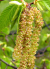 pollenundallergie.ch - Hopfenbuche – Ostrya carpinifolia – Lange Blütenstände der Hopfenbuche
