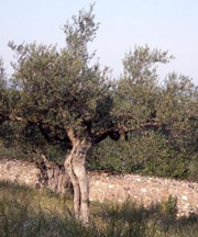 pollenundallergie.ch - Ölbaum - Olea europaea L