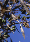 pollenundallergie.ch - Ölbaum - Lanzettliches Blatt, am Rand meist aufgerollt