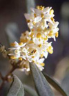 pollenundallergie.ch - Ölbaum - Blütenstand