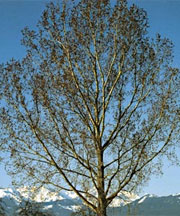 pollenundallergie.ch - Bastard-Schwarzpappel - Populus x canadensis