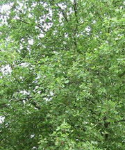 pollenundallergie.ch - Platane - Platanus x acerifolia Willd