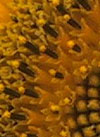 pollenundallergie.ch - Sonnenblume - Makroaufnahme - stäubende Blüten