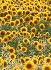 pollenundallergie.ch - Sonnenblume - Sonnenblumenfeld