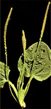 pollenundallergie.ch - Breitwegerich - Plantago major L