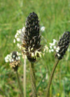 pollenundallergie.ch - Wegerich - Blütenstand Spitzwegerich
