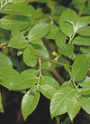 pollenundallergie.ch - Silberweide - Blätter der Salweide