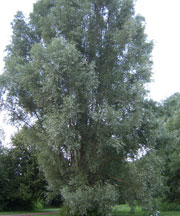 pollenundallergie.ch - Silberweide - Salix alba