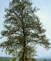 pollenetallergie.ch - Aune - Vergne ou aulne glutineux – Alnus glutinosa (L.) Gaertn.