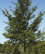 pollenetallergie.ch - Charme commun d'Europe - Carpinus betulus L.