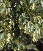 pollenetallergie.ch - Charme houblon – Ostrya carpinifolia