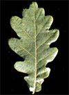 pollenetallergie.ch - Chêne pédonculé - feuille entière ovale avec 4 à 5 lobes de chaque côté
